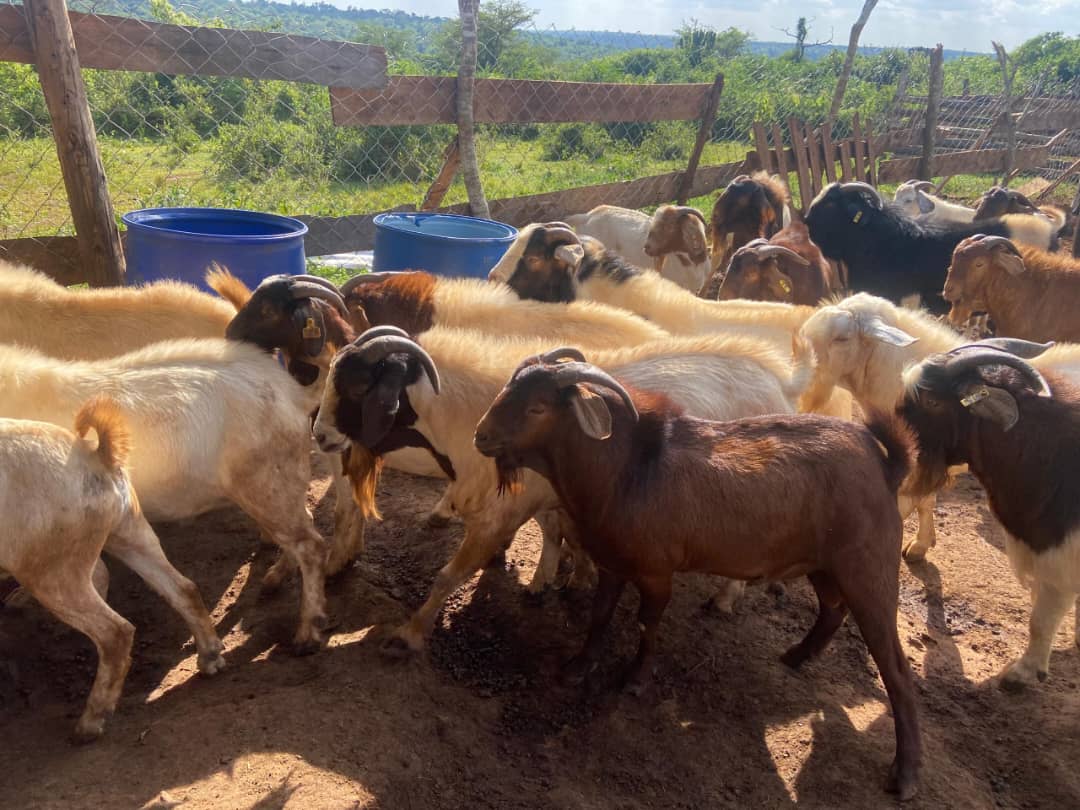 Kalahali goats
