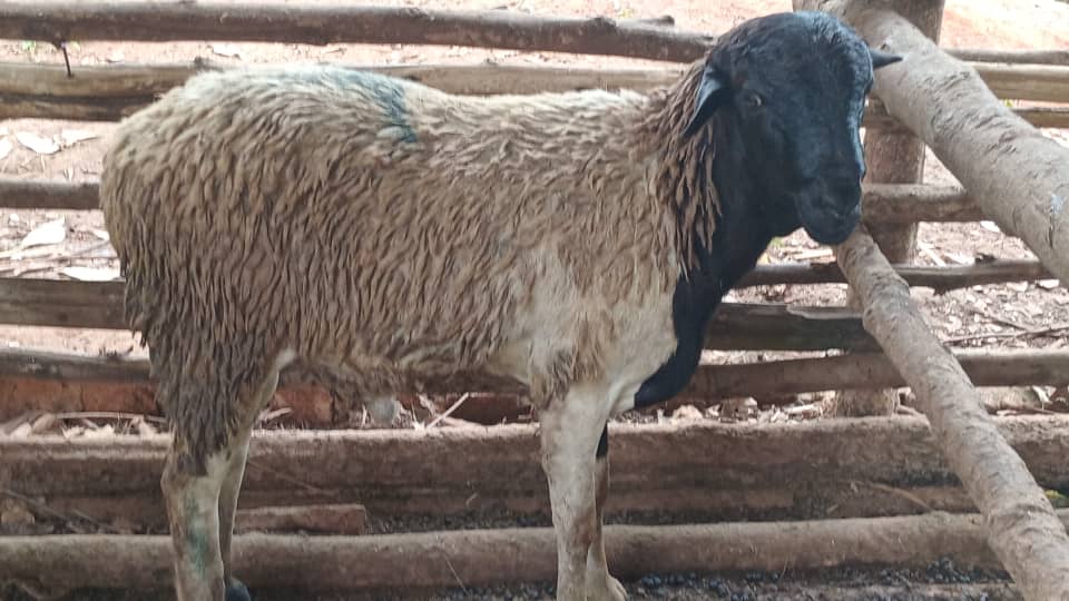 God's Will Enterprises 