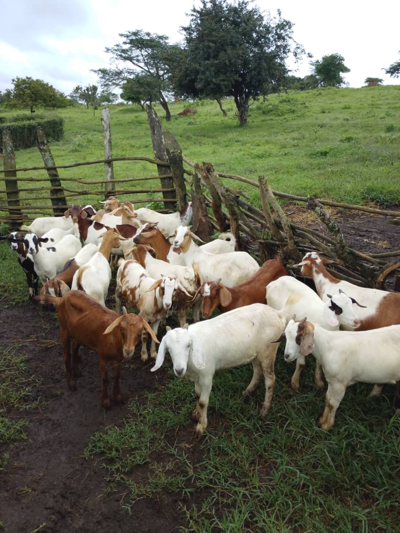 A number of goats for slaughtering and breeding