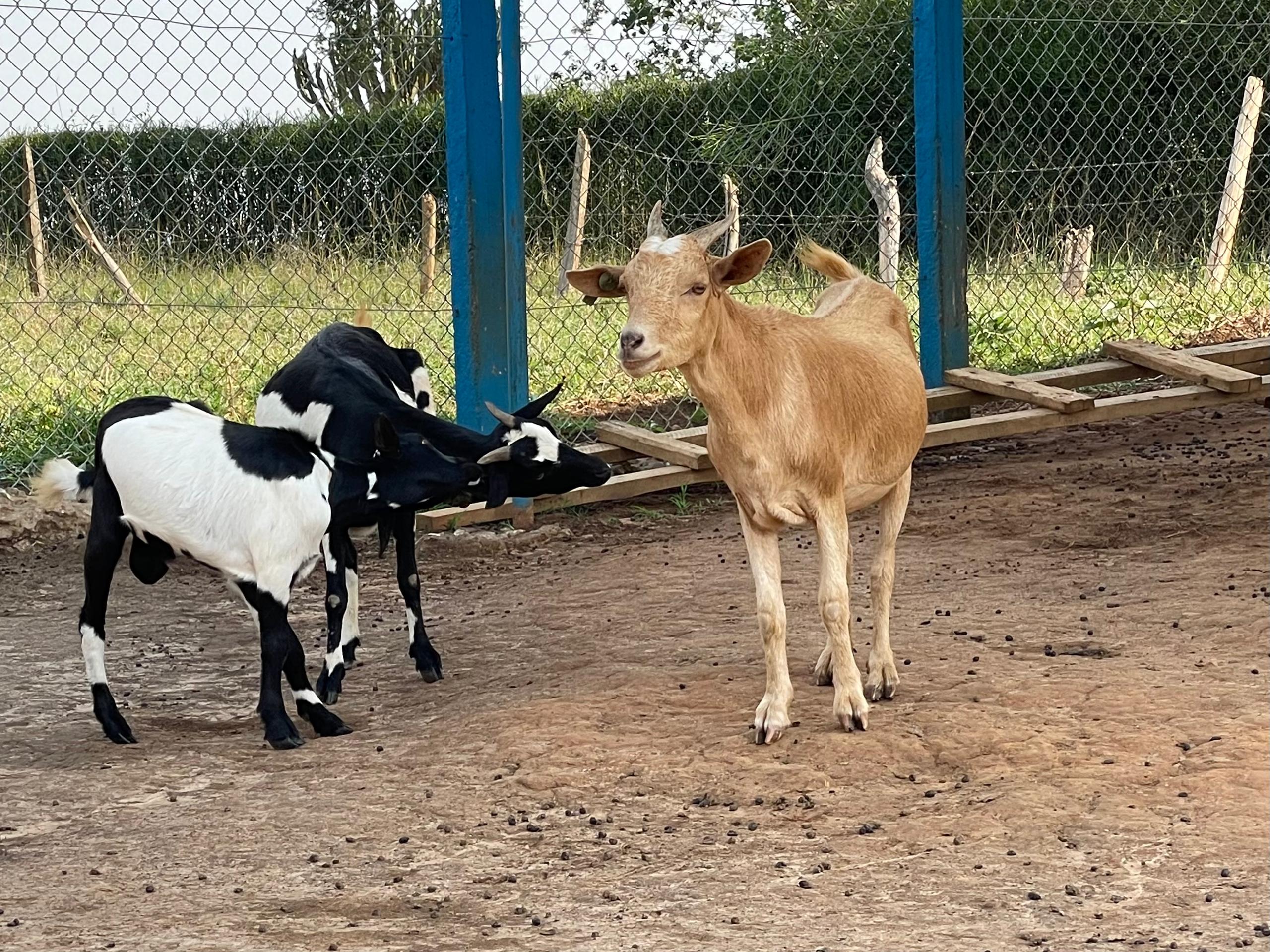 Goats