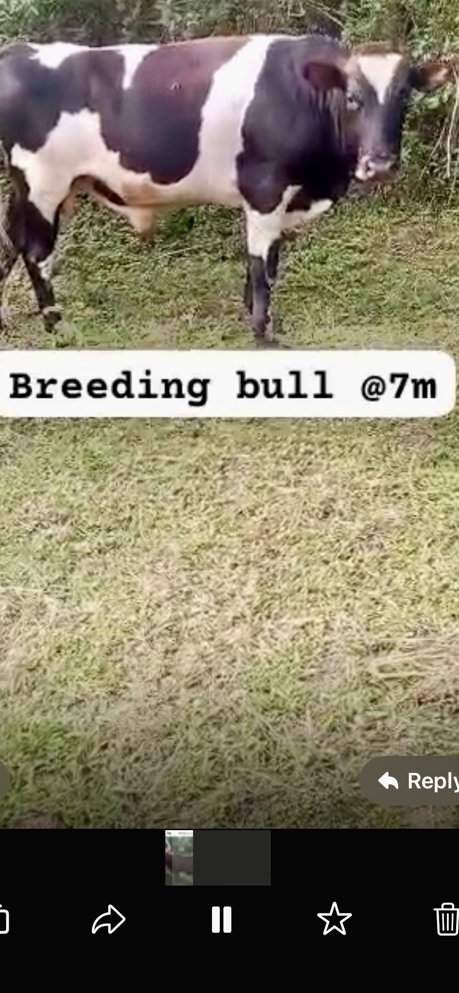 Cow