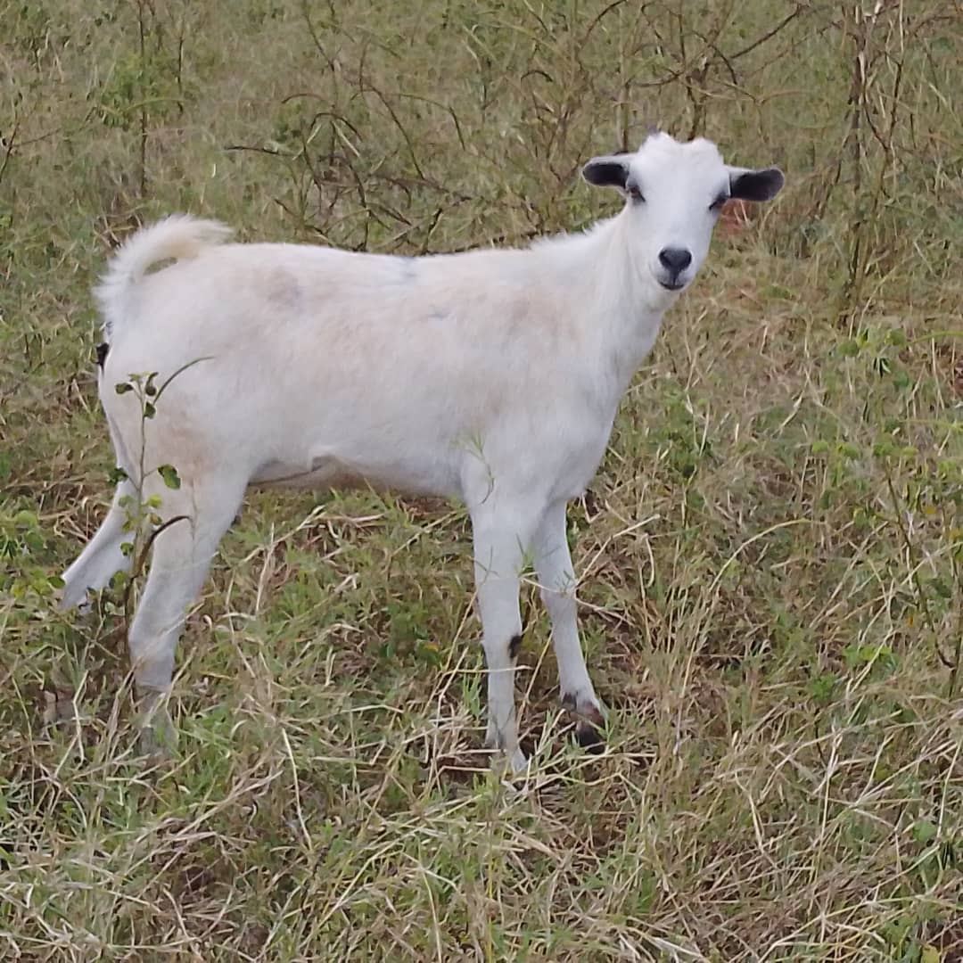 God's Will Enterprises 