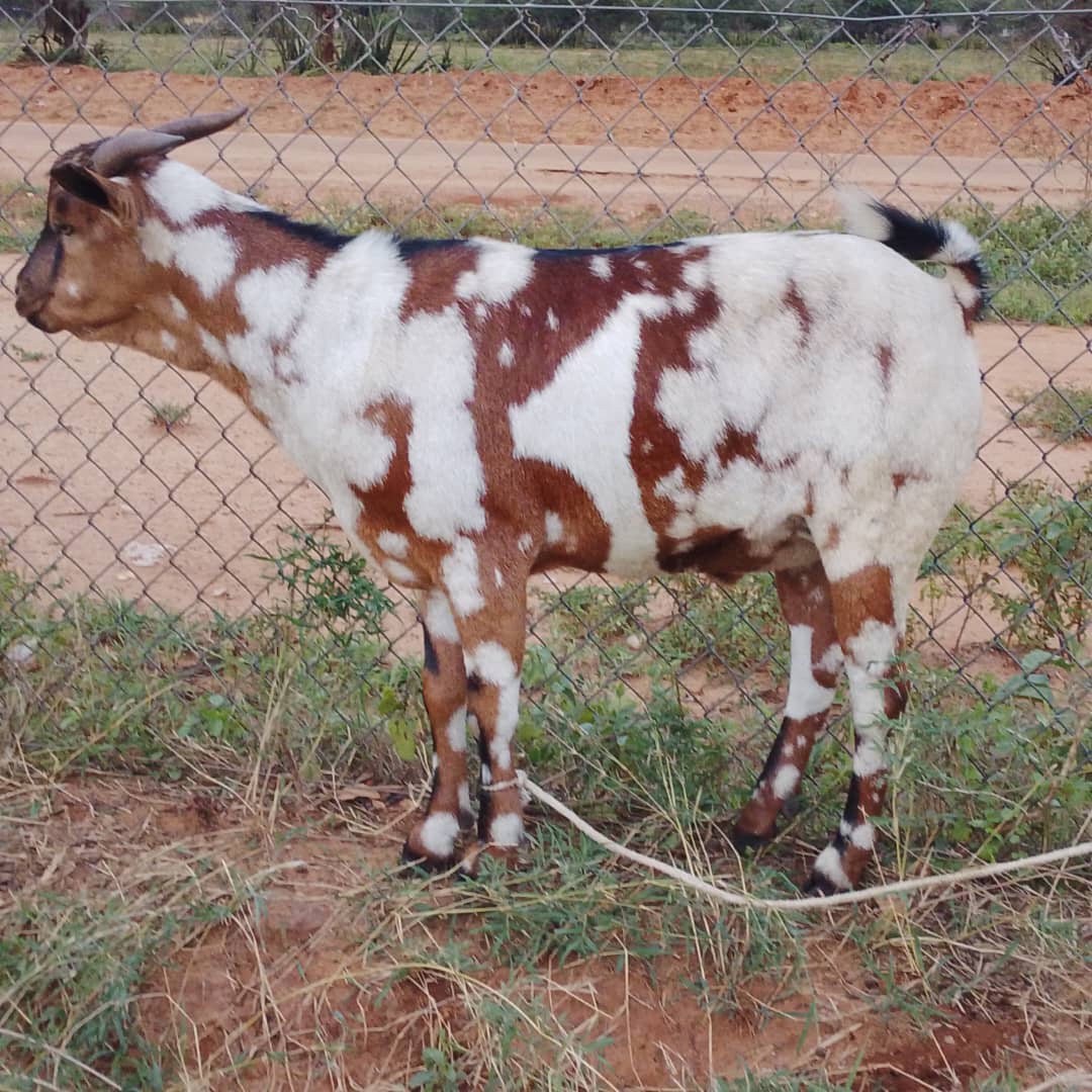 God's Will Enterprises 