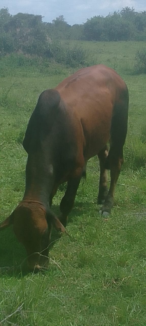Engundu