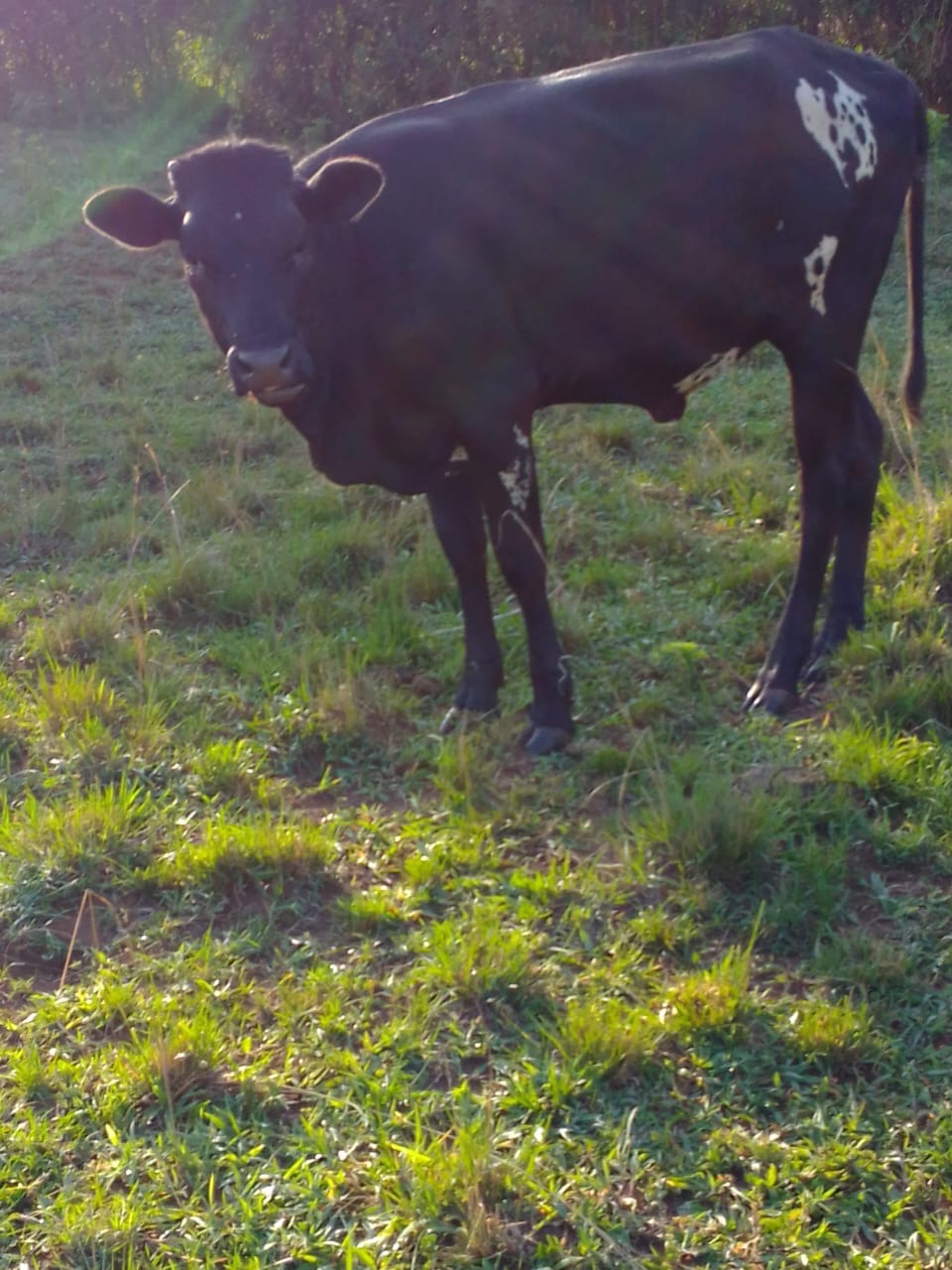Bull