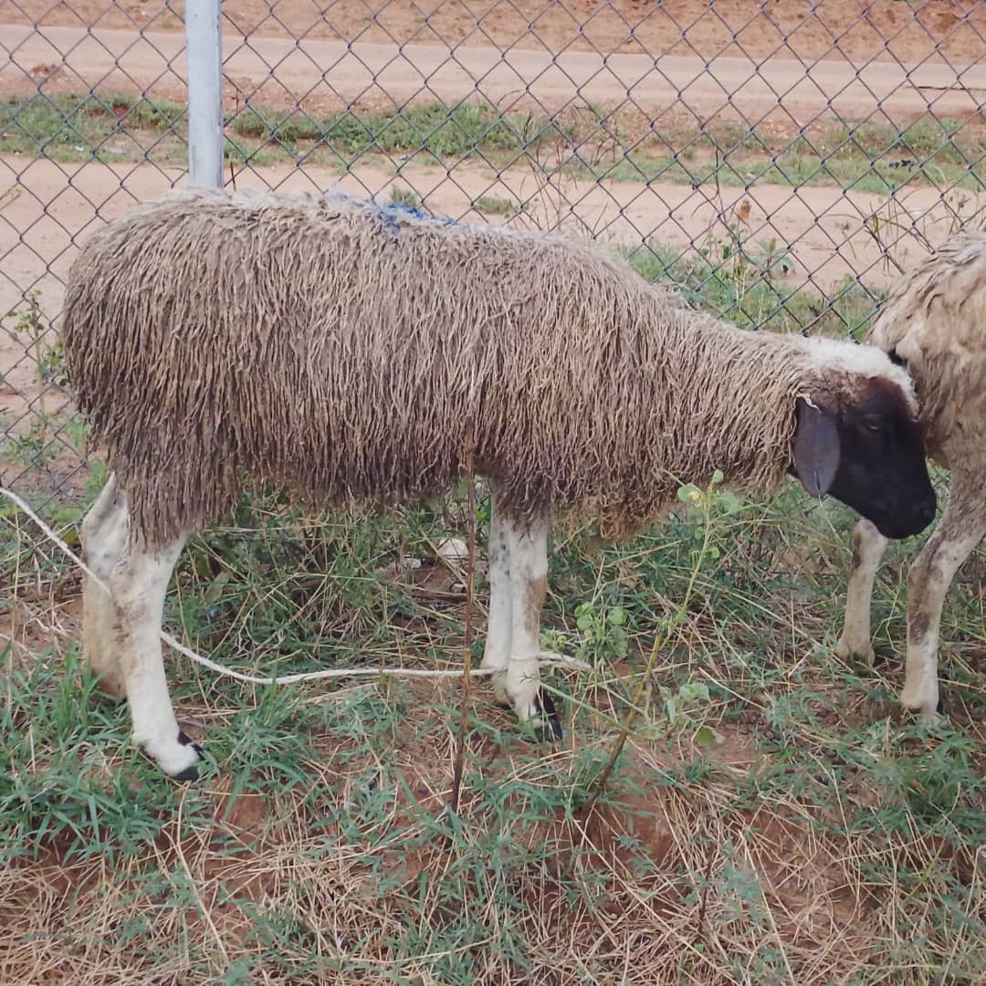 God's Will Enterprises 