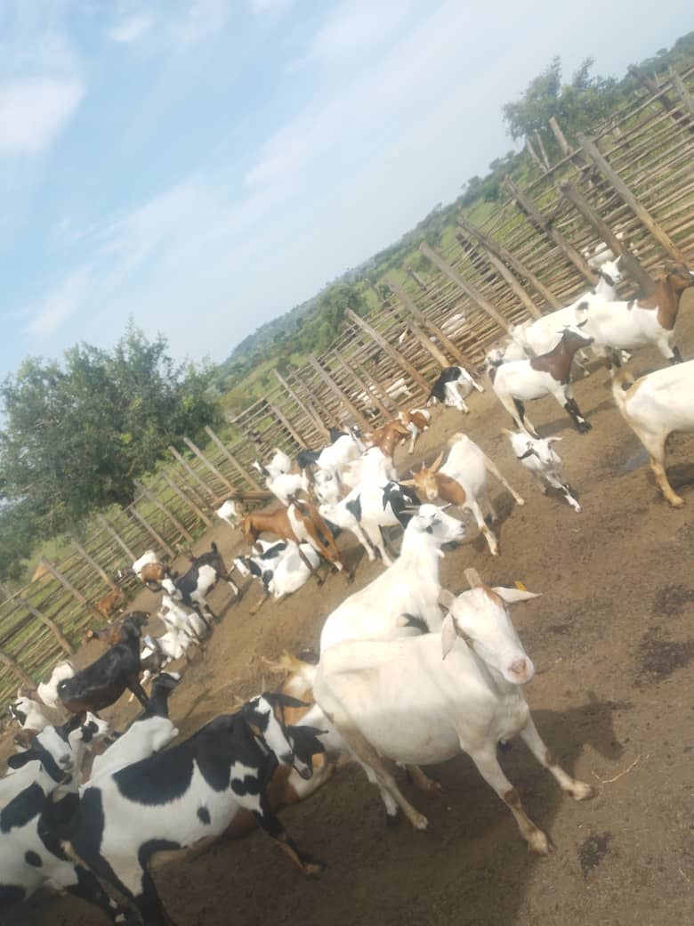 Goats for sale