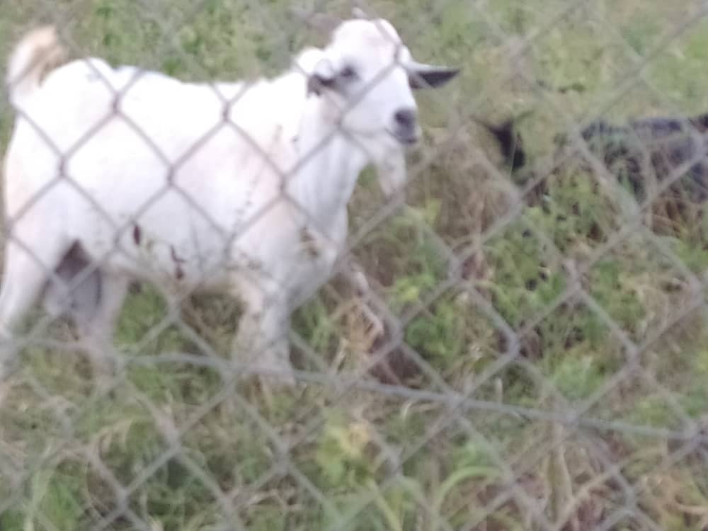 God's Will Enterprises 