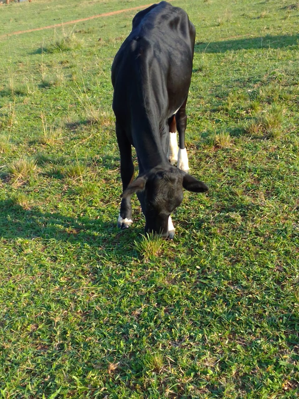 Bull