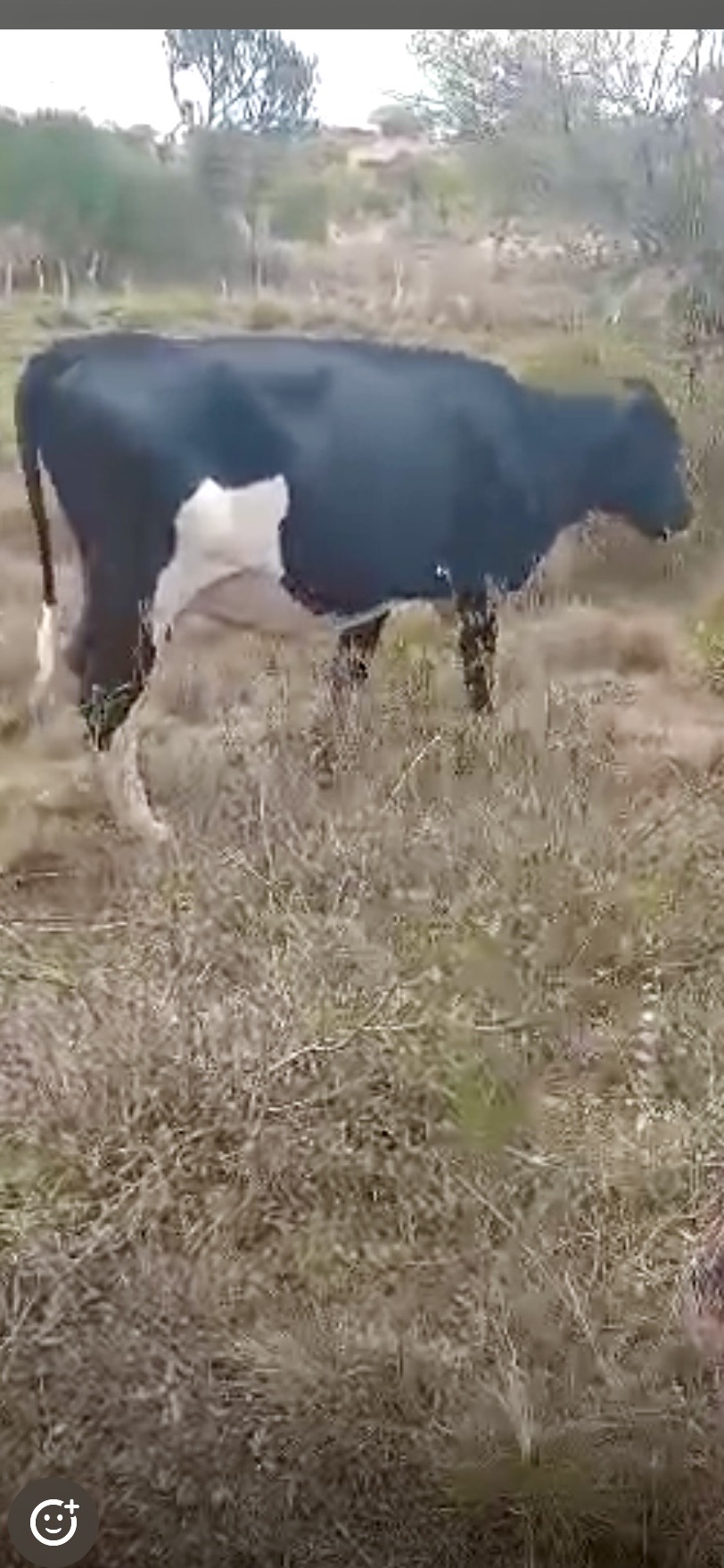 Cow