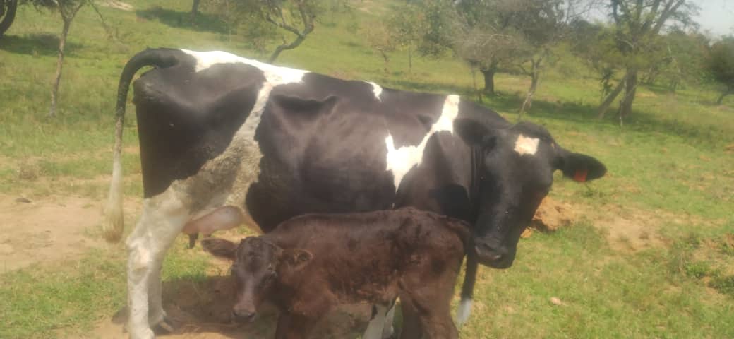 Selling Cow