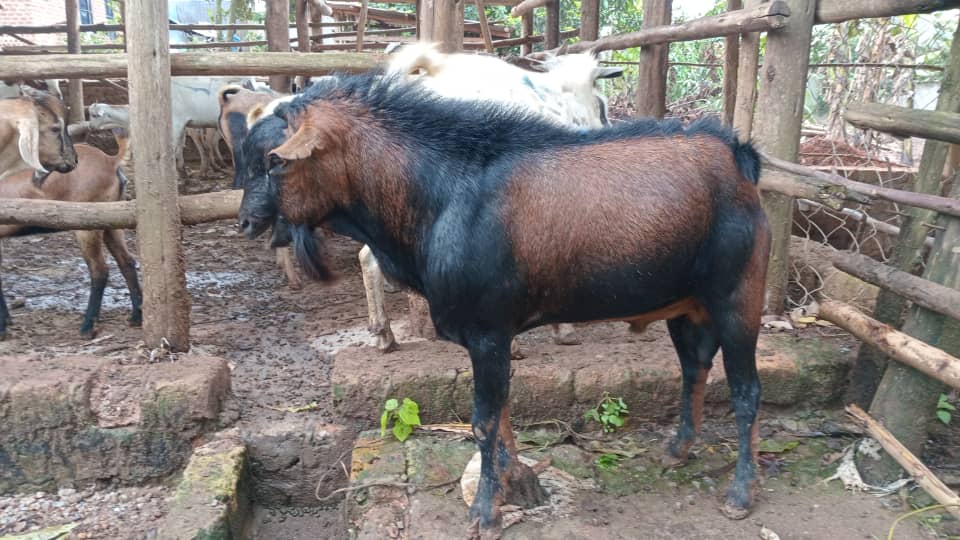 God's Will Enterprises 