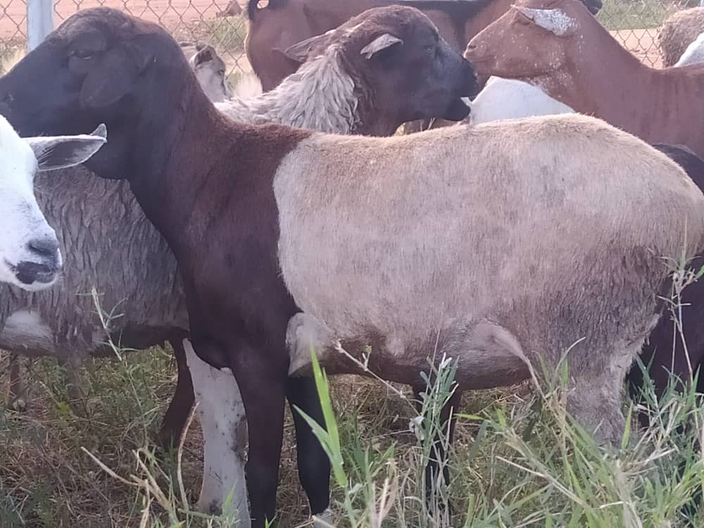 God's Will Enterprises 