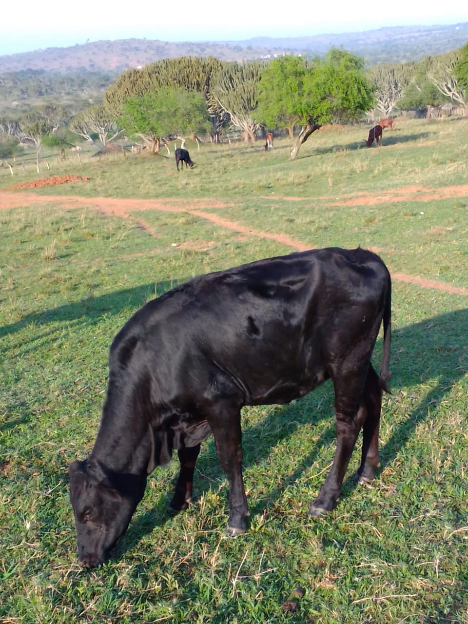 Bull