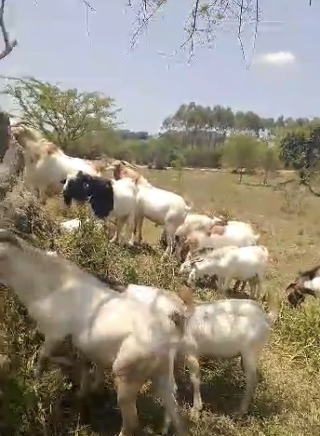 Goats