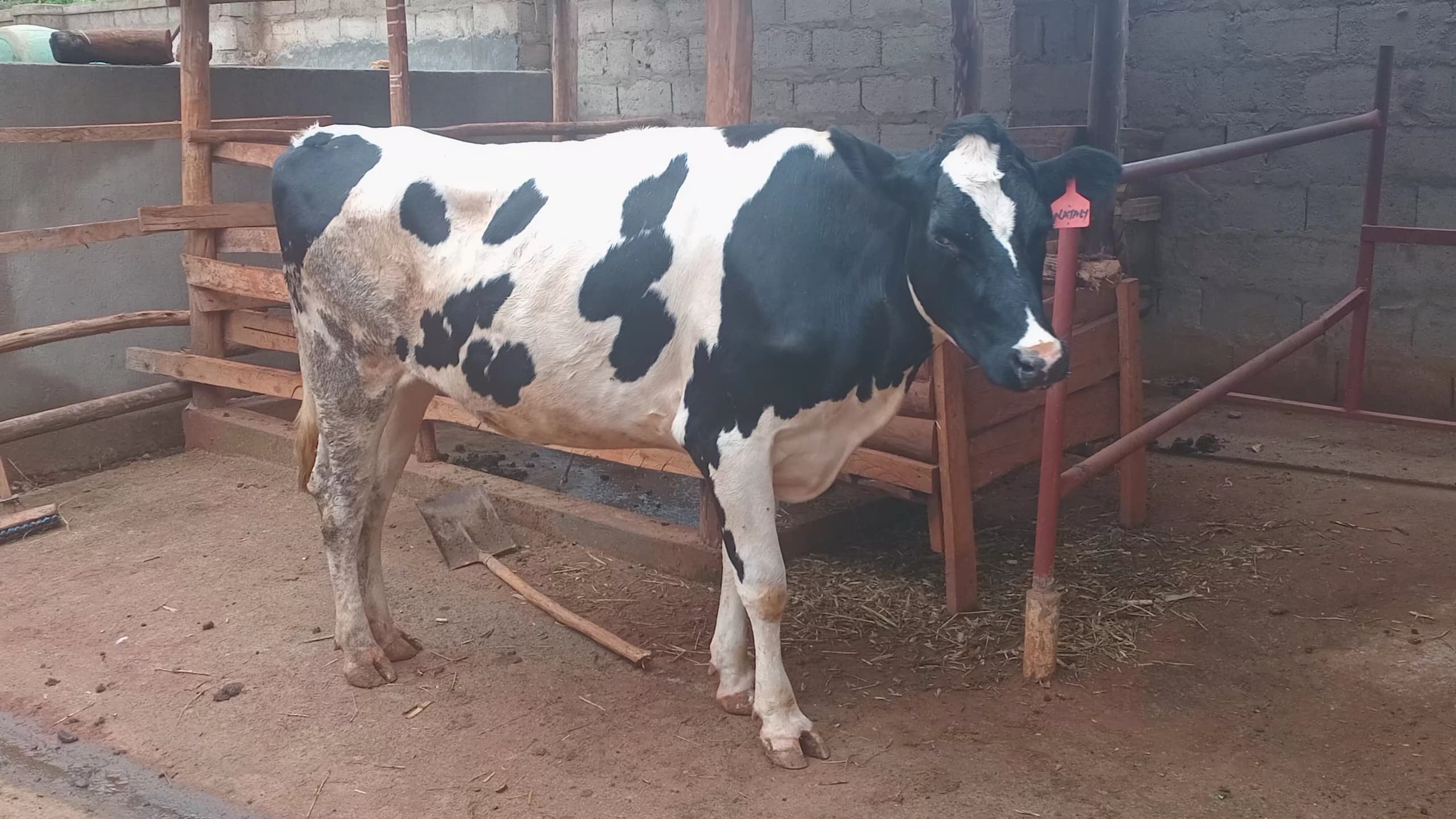 Incalf herder
