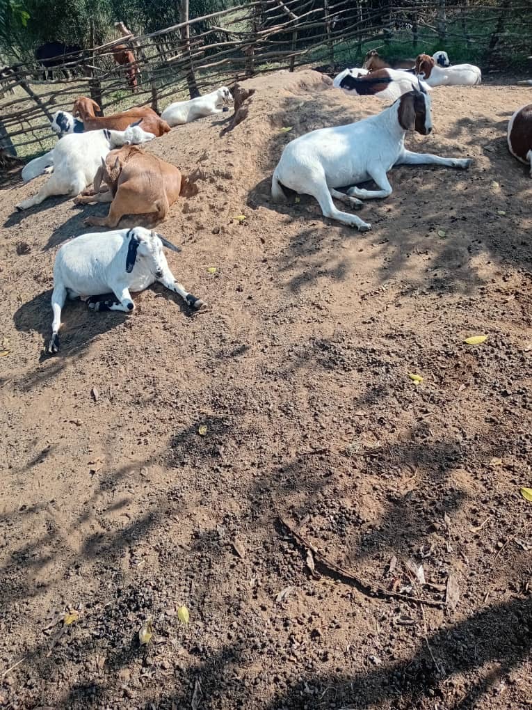 Goats