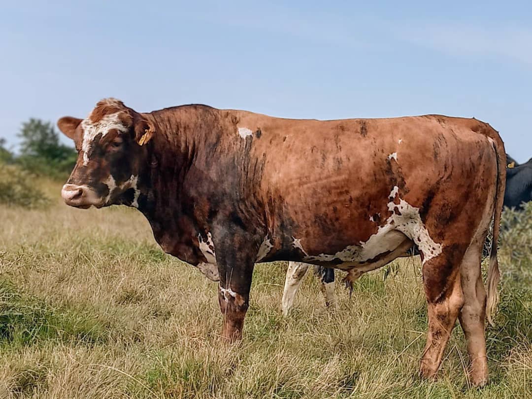 Bull
