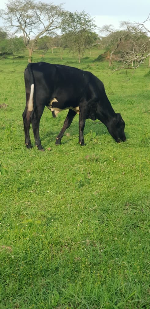 Bull
